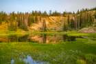 Wyoming, Medicine Bow National Forest. Floating grasses and forest reflection in mountain lake. Art Print